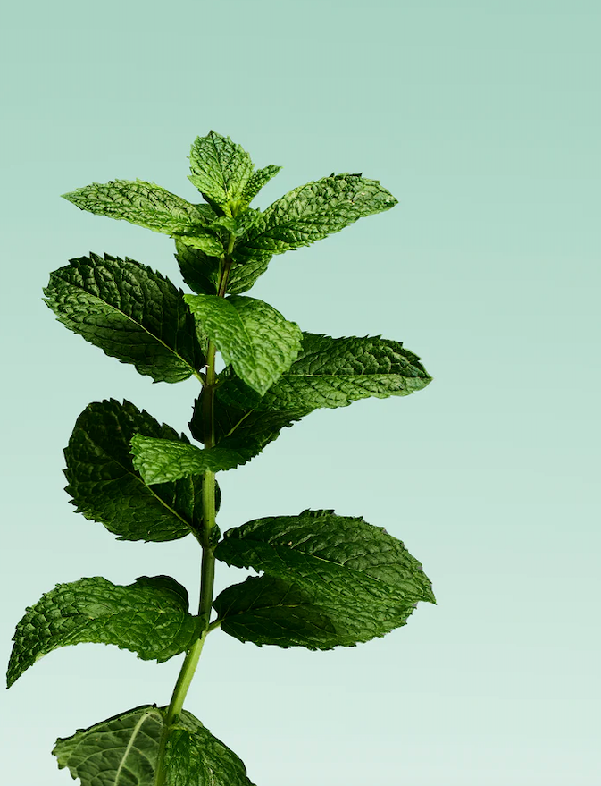 Davids Kids & Adults Premium Toothpaste - Mild Mint